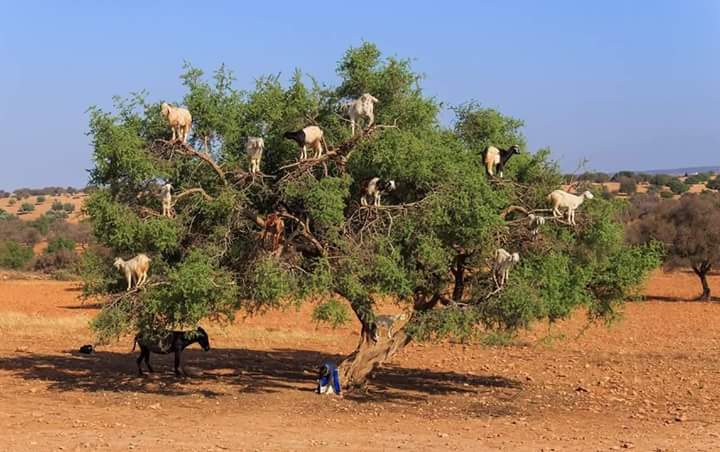  Essaouira day trip 
