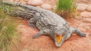 croco park