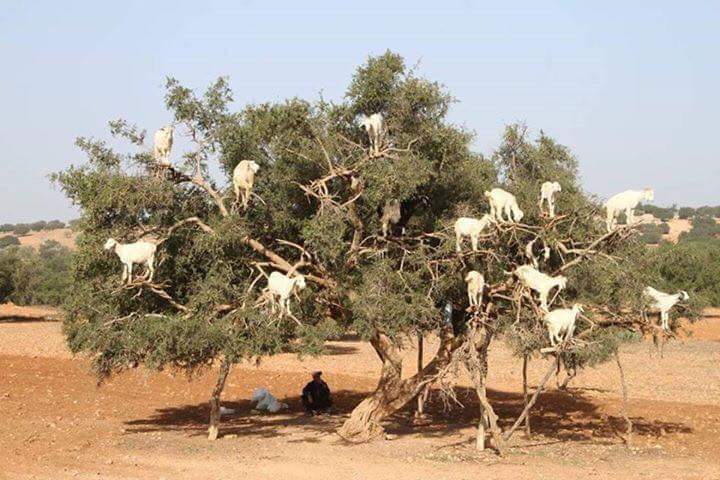 Taroudant & tiout 