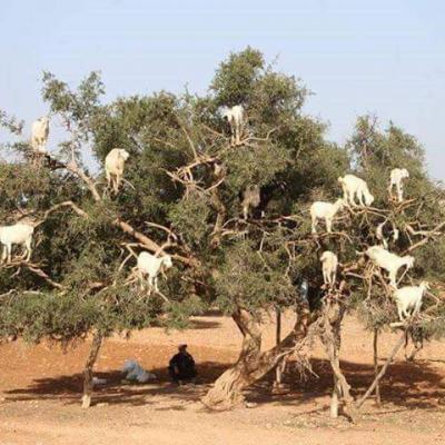 Taroudant + tiout